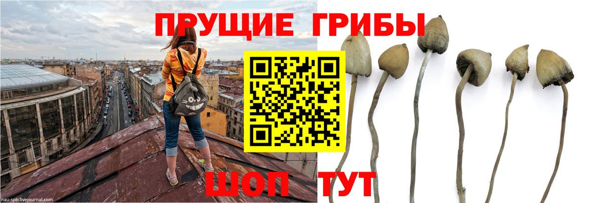 Псилоцибиновые грибы мицелий Тихорецк